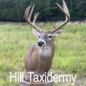 Hill Taxidermy